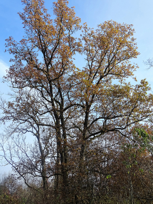 Roots and Branches